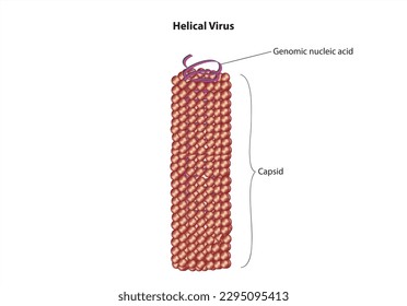 Anatomía del diagrama de virus con forma de varilla