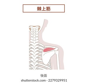 Anatomy of the Rotator Cuff supraspinatus muscle[Translate]supraspinatus muscle