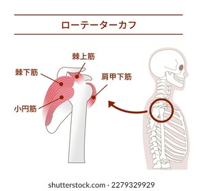 Anatomy of the Rotator Cuff from tthe side[ Translate]Rotator Cuff supraspinatus muscle infraspinatus muscle teres minor muscle subscapularis muscle