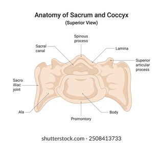 Anatomia do Sacro e Vista Superior Coccyx