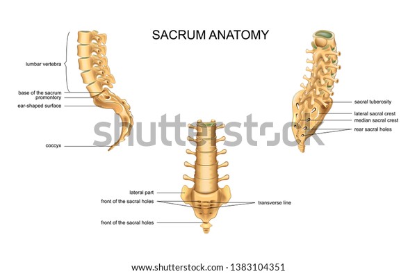 anatomy of the sacrum\
and lumbar vertebrae