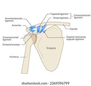 Anatomy of the scapular ligament and scapula - Shutterstock ID 2369396799