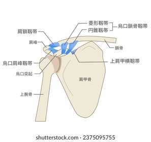 Anatomy of the scapular ligament and scapula ;Translate Humeral head ,Acromioclavicular ligament ,Coracoacromial,Coracoclavicular  ,Trapezoid  ,Onoid 