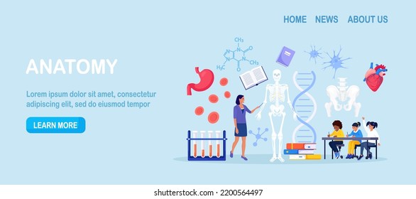 Anatomie-Schulfach. Studenten, die menschliches Skelett studieren. Lehrer, die auf die Tafel zeigen, unterrichten Kinder. Die Schüler lernen Nerven, Knochen, Organe, Blutsysteme. Biologieunterricht, Medizin