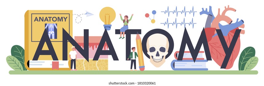 Anatomy school subject typographic header. Internal human organ studying. Anatomy and biology concept. Human body system. Isolated flat vector illustration