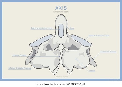 Anatomy of the Second Cervical Vertebra. Axis C2. Posterior View. Illustration for Education or Study. Anatomy in English Translation