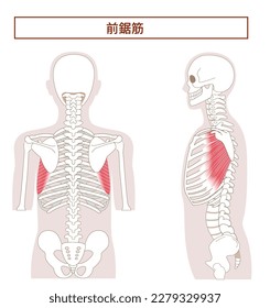 Anatomy of the serratus anterior muscle from tthe side and back[Translate]serratus anterior muscle