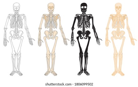 Anatomy set of the human skeleton in expanded form. Vector isolated flat illustration of skull and bones.Halloween, medical, educational or scientific banner.