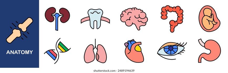 Anatomy set icon. Ear, bone, eyeball, thyroid, lips, nose, pelvis, uterus, skull, kidney, tooth, brain, intestine, heart, lung.