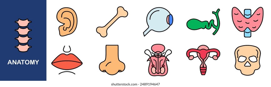 Anatomy set icon. Ear, bone, eyeball, thyroid, lips, nose, pelvis, uterus, skull, kidney, tooth, brain, intestine, heart, lung.