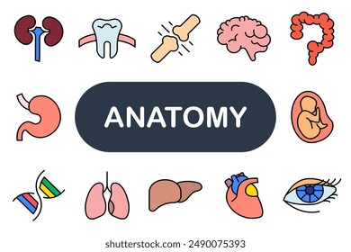 Anatomy set icon. Kidney, tooth, joint, brain, colon, stomach, DNA, lungs, liver, heart, fetus, anatomy, body parts, organs.