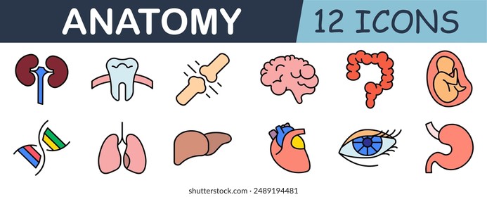 Anatomy set icon. Kidneys, tooth, stomach, joint, DNA, lungs, heart, eye, fetus, intestines, brain.