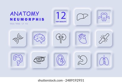 Anatomy set icon. Various anatomical elements including brain, heart, lungs, kidney, tooth, stomach, liver, reproductive organs, bones, muscles, medical, physiological, human body.