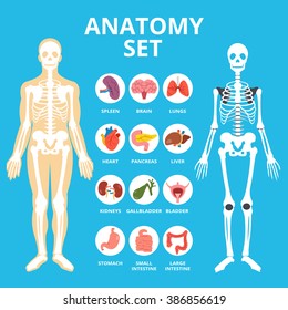 Anatomy set, anatomy infographics. Human Internal organs icons set, body structure, skeleton. Flat illustration graphic for web sites, web banners, infographics, printed materials. Vector illustration