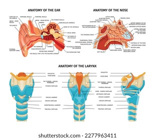 Anatomía de composiciones aisladas con imágenes educativas de la nariz del oído y la anatomía larínica con ilustración de vector de texto