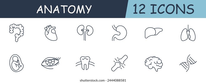 Anatomy set line icon. Heart, kidneys, liver, stomach, intestines, eyes, teeth, enamel. 12 line icon. Vector line icon for business and advertising