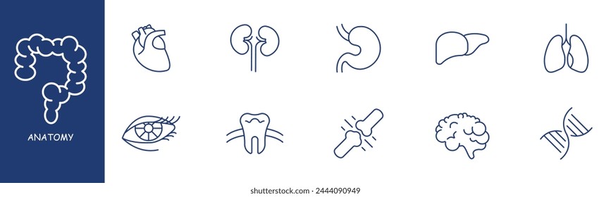 Anatomy set line icon. Heart, kidneys, liver, stomach, intestines, eyes, teeth, enamel. Pastel colors background. Vector line icon for business and advertising