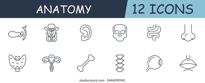 Anatomy set line icon. Intestines, skull, ear, eye, spine, bone, nose, mouth, uterus. 12 line icon. Vector line icon for business and advertising