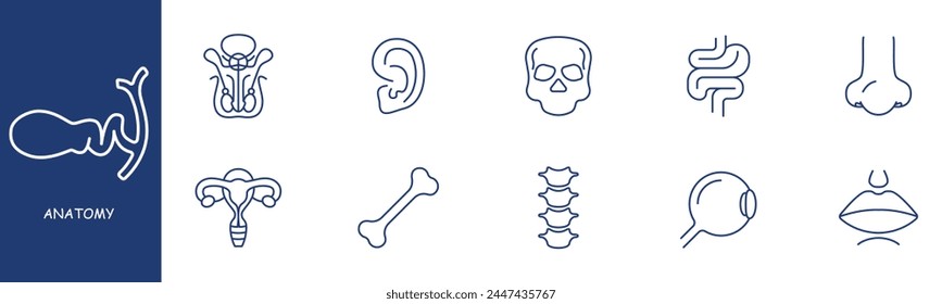 Anatomy set line icon. Intestines, skull, ear, eye, spine, bone, nose, mouth, uterus. Pastel colors background Vector line icon for business and advertising
