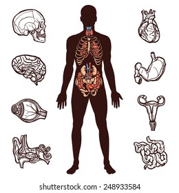 Anatomy set with sketch internal organs and human figure isolated vector illustration