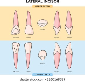Anatomy set of upper and lower lateral incisor teeth from various viewpoints that can be used for information