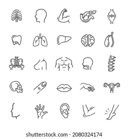Anatomy. Set vector line icons, sign and symbols in flat design medicine and health