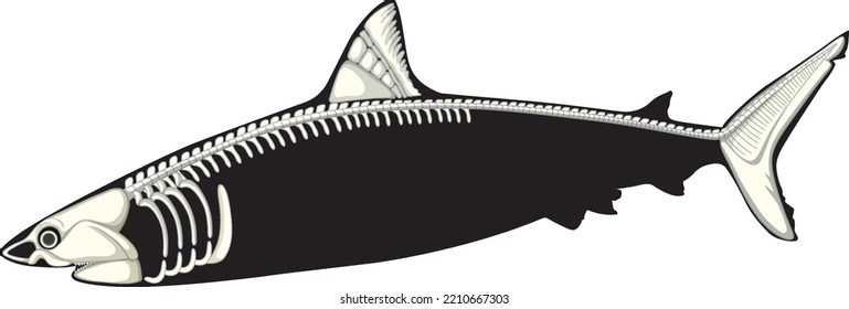 Anatomy of shark with skeleton illustration