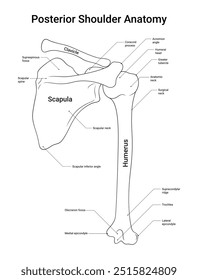 Anatomia da Vista Posterior do Ombro em Estilo de Linha