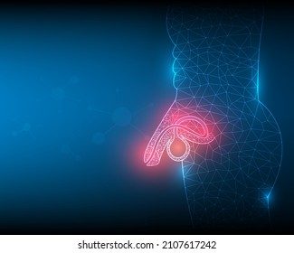 anatomy side view of male reproductive illustration