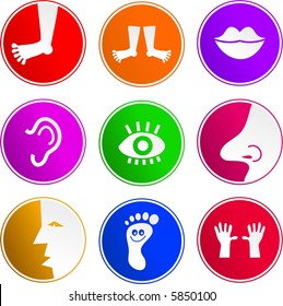 anatomy sign icons