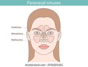 Anatomy of the sinus from the front. Hand drawn anatomical vector illustration.