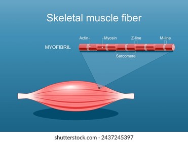 Anatomy of a Skeletal muscle fiber. Myofibril structure include Myosin, Z-line, M-line, Actin filaments, and Sarcomere. Isometric flat vector Illustration