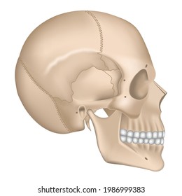 anatomy of the skeleton of the head. Human skull in profile. Vector illustration