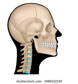 Anatomy Of The Skeleton Of The Head. Human Skull In Profile On A Black Silhouette Of The Face. Cervical Spine. Vector Illustration