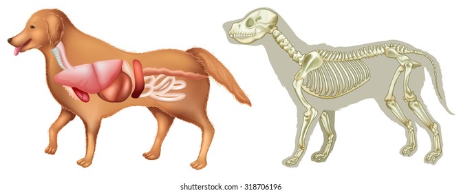 Anatomy and skelton of dog  illustration