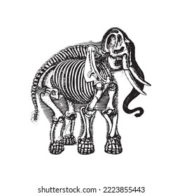 Anatomy sketch of the elephant skeleton, vector illustration on white background