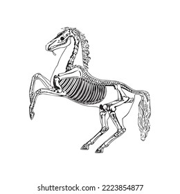 Anatomy sketch of the horse skeleton, vector illustration on white background