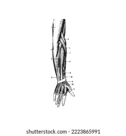Esbozo anatómico de la mano humana, ilustración vectorial sobre fondo blanco