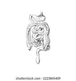 Anatomy sketch of the human intestines, vector illustration on white background