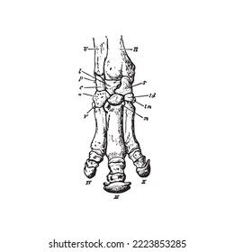 Anatomy sketch of the rhino ceros sumairensis foot, vector illustration on white background