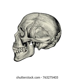 Anatomy skull hand drawing vintage,Lateral view of human skull