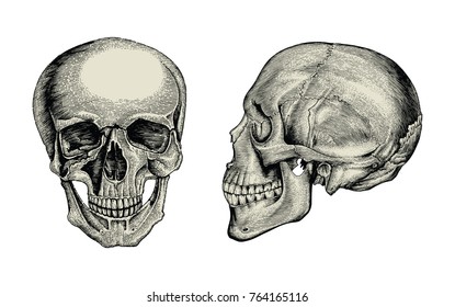 Anatomy skull hand drawing vintage,Lateral and front view of human skull