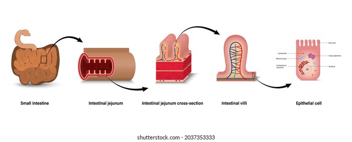 Anatomía del intestino delgado. Sección transversal de jejunum intestinal, sección transversal de los villi internos. Celda epitelial.