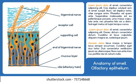 Anatomy Of Smell. Olfactory Epithelium. Vector Scheme