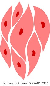 anatomy of the smooth muscle