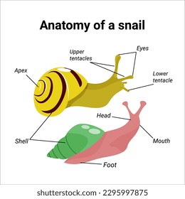 Anatomy of a snail. Handdrawn illustration of two achatina or garden snails. Vector design of instruction manual. 