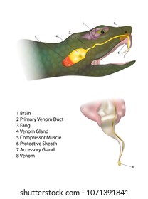 Anatomy snake fangs and venom. Biting snake. Morphology of a Venomous Snake