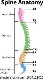 Anatomy of the spine or spinal curves infographic illustration