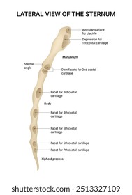 Anatomia da Visão Lateral do Esterno