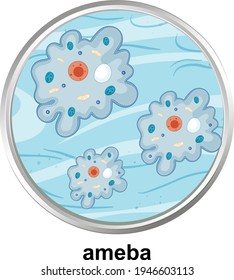 Ameba の画像 写真素材 ベクター画像 Shutterstock